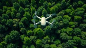 ai in forest management